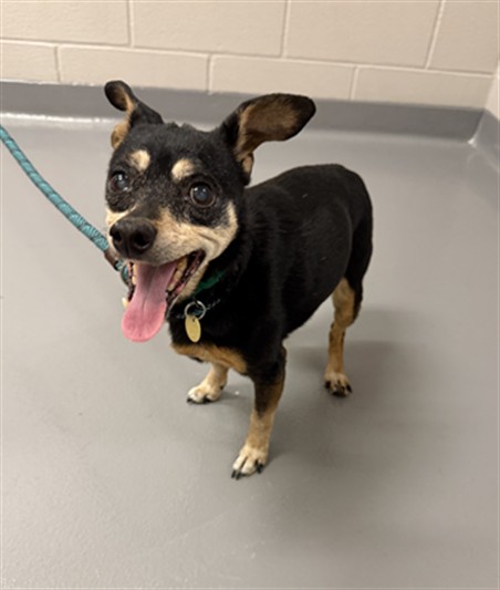 Hannah - Female - Miniature Pinscher-Mix