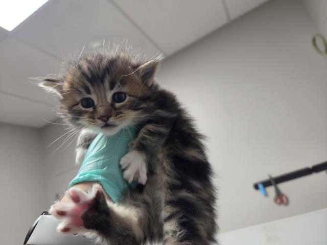 Lucy - Female - Domestic MH