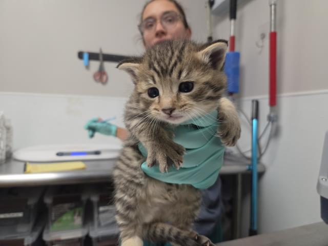 Sam - Male - Domestic MH