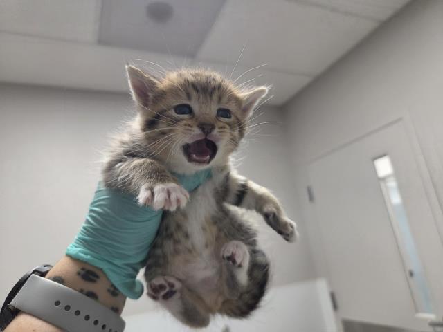 Jack - Male - Domestic MH