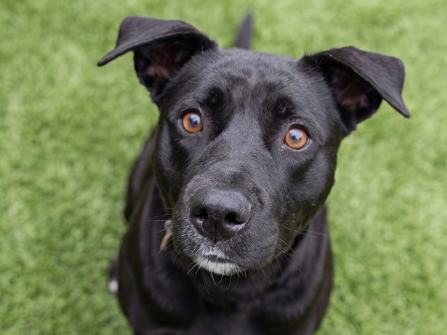 Stella - Female - Labrador Retriever-Mix