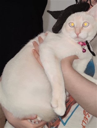 Pinky - Male - Domestic SH