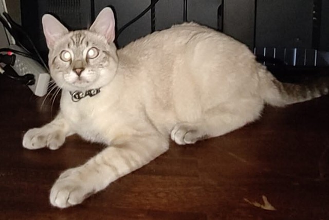 Smoky - Male - Domestic SH