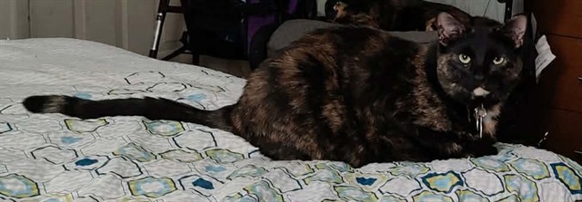 Smore - Female - Domestic SH