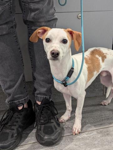  - Male - Jack Russell Terrier-Miniature Dachshund