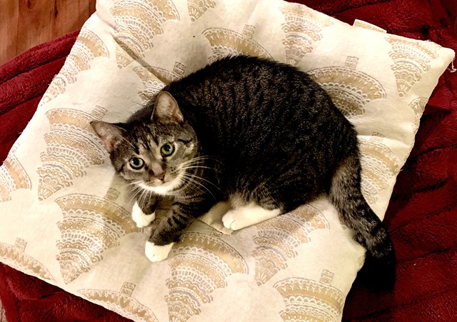 Mimi - Female - Domestic SH