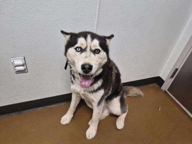 Shredder - Male - Siberian Husky