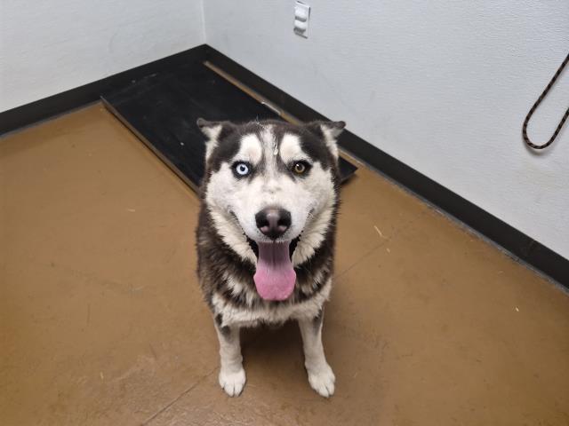 Glacier - Male - Siberian Husky