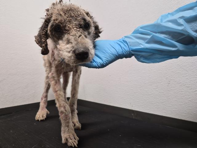  - Male - Australian Shepherd
