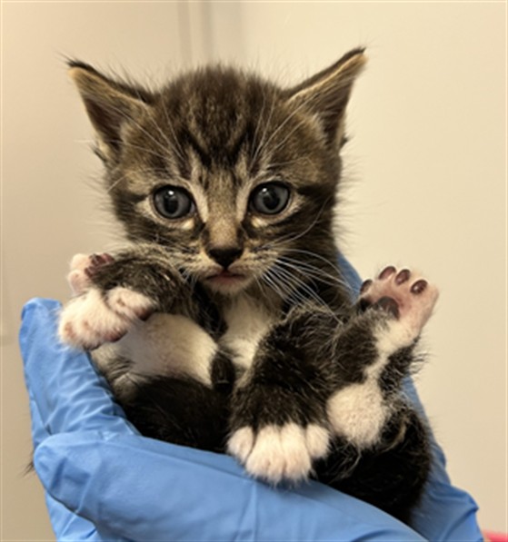 Pablo - Male - Domestic SH