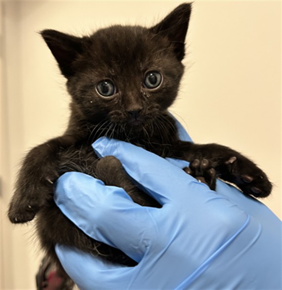 Poppy - Female - Domestic SH