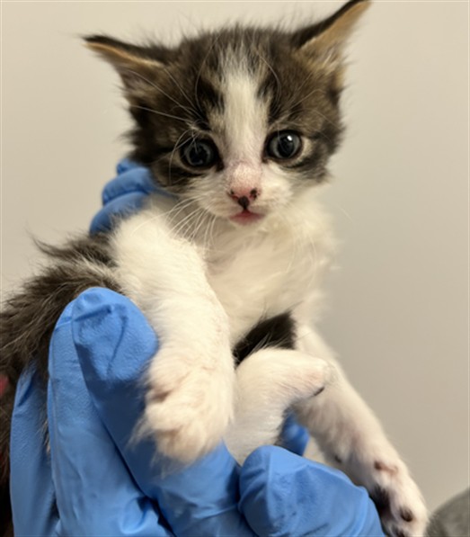 Petunia - Female - Domestic MH