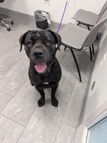 Kelly - Female - Cane Corso-Mix