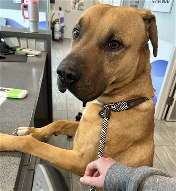  - Male - Pit Bull