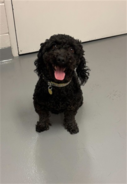  - Male - Miniature Poodle