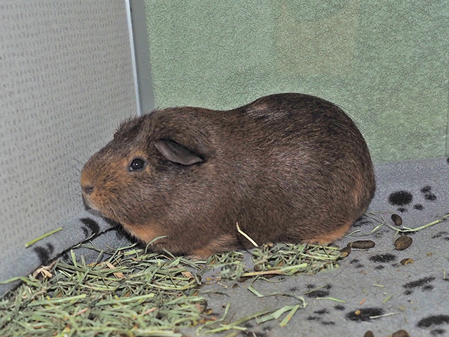 Petey - Male - Guinea Pig