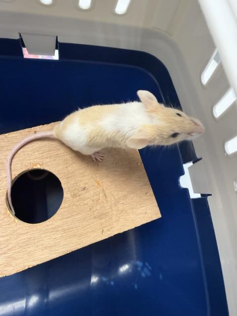 Ginger - Female - Mouse