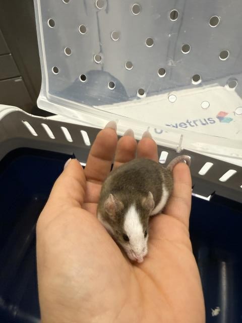 Possum - Female - Mouse