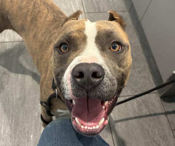  - Male - Pit Bull-Mix