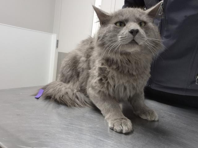  - Male - Domestic MH