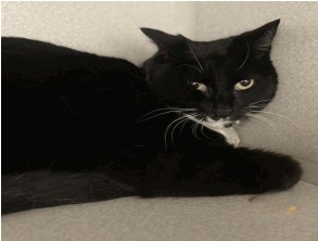 Hecate - Female - Domestic SH