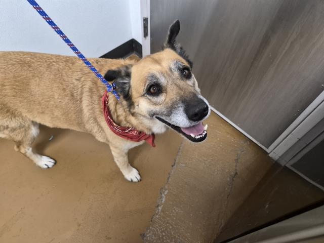 Mia - Female - German Shepherd