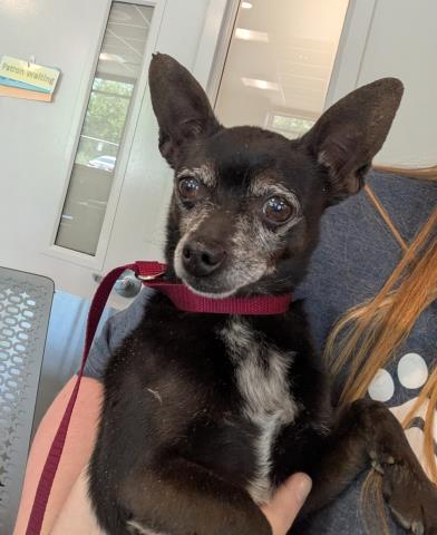  - Male - Chihuahua-Mix