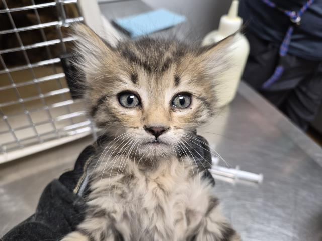  - Female - Domestic MH