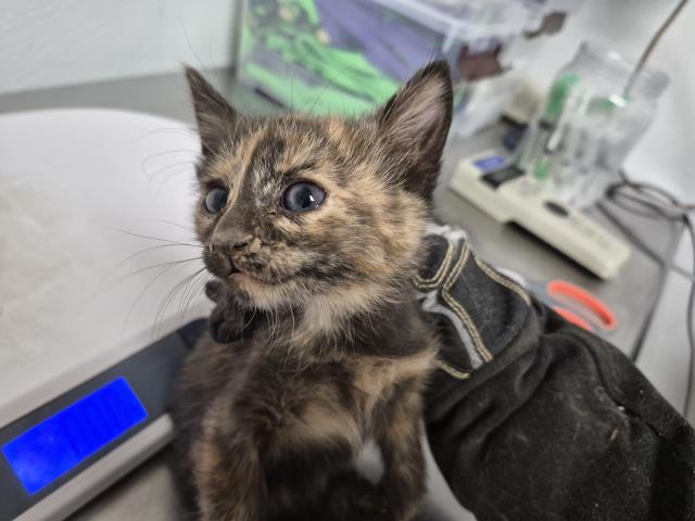  - Female - Domestic SH