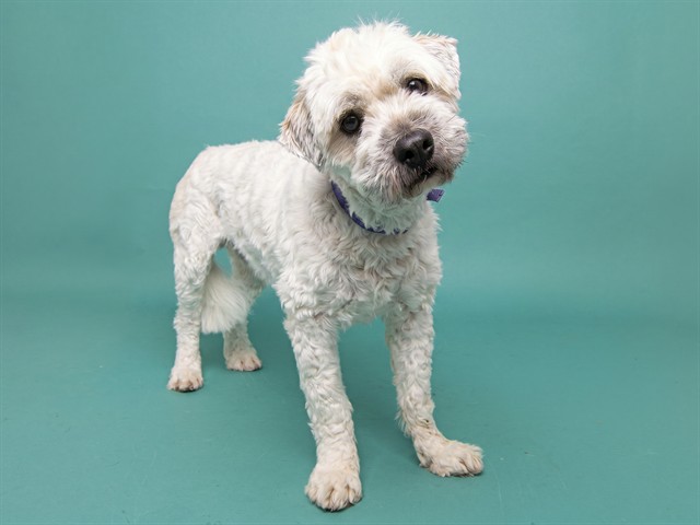Choco - Male - Shih Tzu-Mix