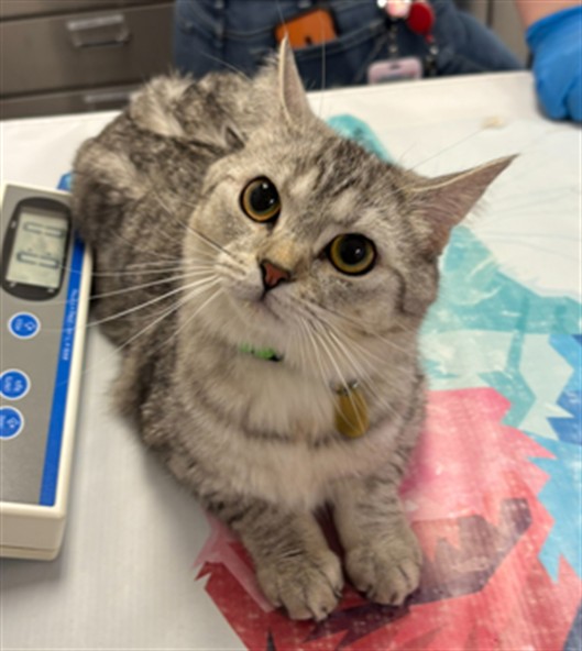 Olive - Female - Domestic SH
