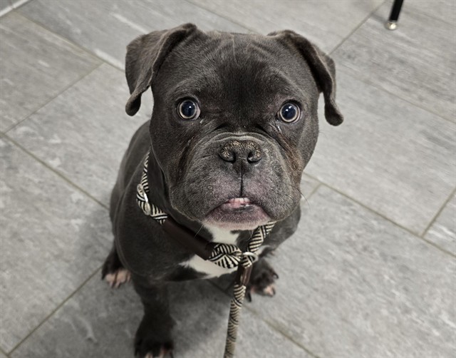  - Male - Pit Bull-Mix