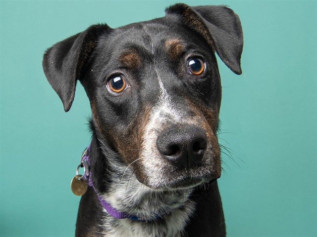 Tito - Male - Nonspecific