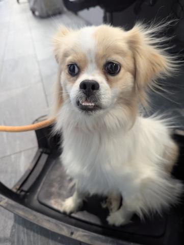  - Female - Long Haired Chihuahua-Mix