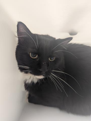 Boone - Male - Domestic LH