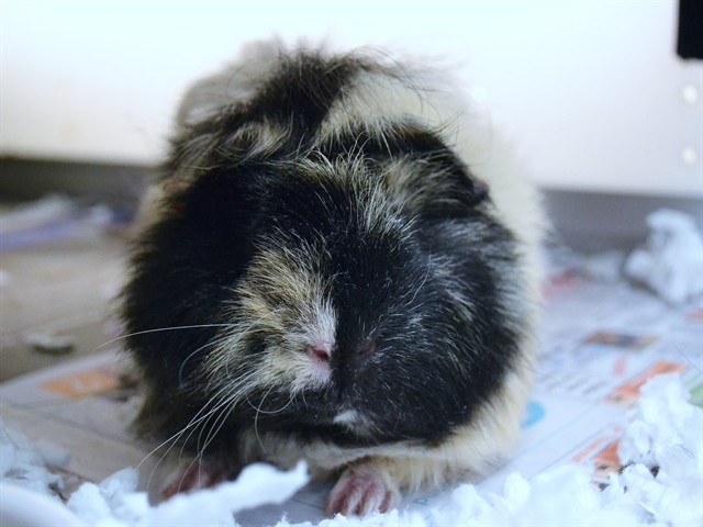 Ringo - Male - Guinea Pig