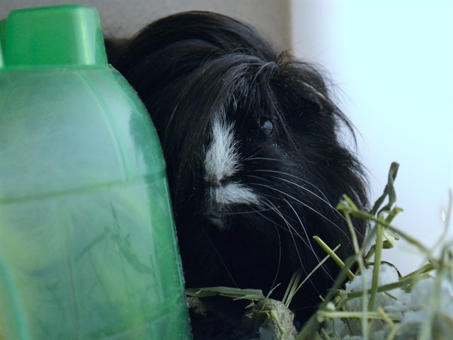 Paul - Male - Guinea Pig