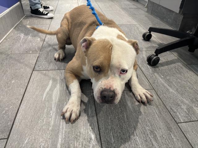  - Male - American Bulldog