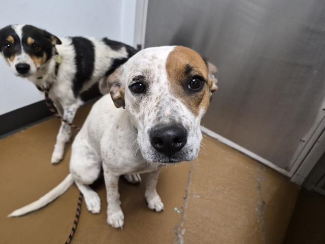 Malibu - Female - Australian Cattle Dog-Mix