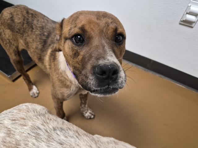 Rafa - Male - Australian Cattle Dog-Mix