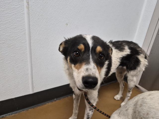  - Female - Australian Cattle Dog-Mix