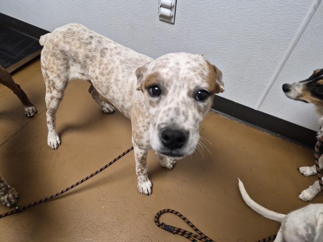  - Male - Australian Cattle Dog-Mix