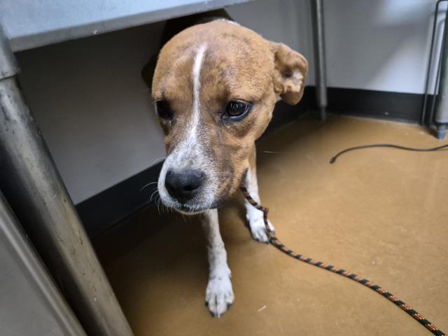  - Female - Australian Cattle Dog-Mix
