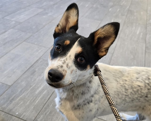  - Female - Australian Cattle Dog-Mix