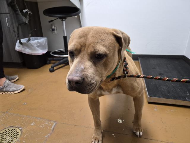  - Female - Pit Bull