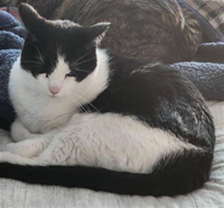 Zoey - Female - Domestic SH