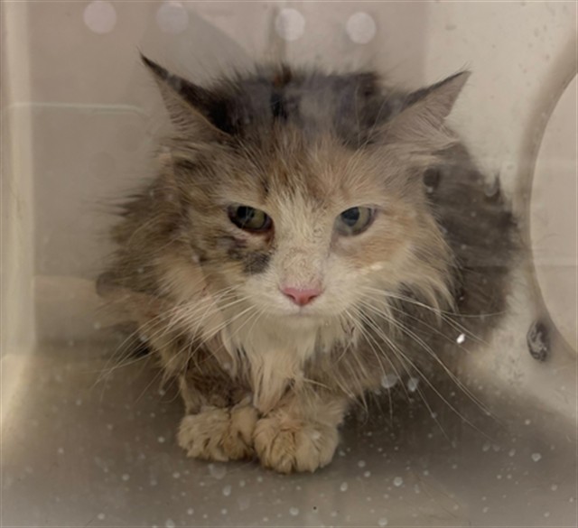  - Female - Domestic MH