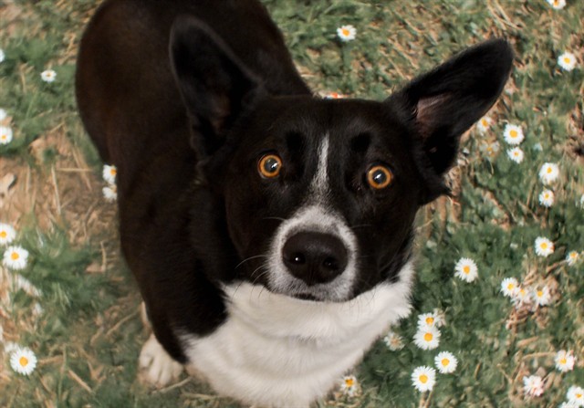 Finn - Male - Cardigan Welsh Corgi-Labrador Retriever