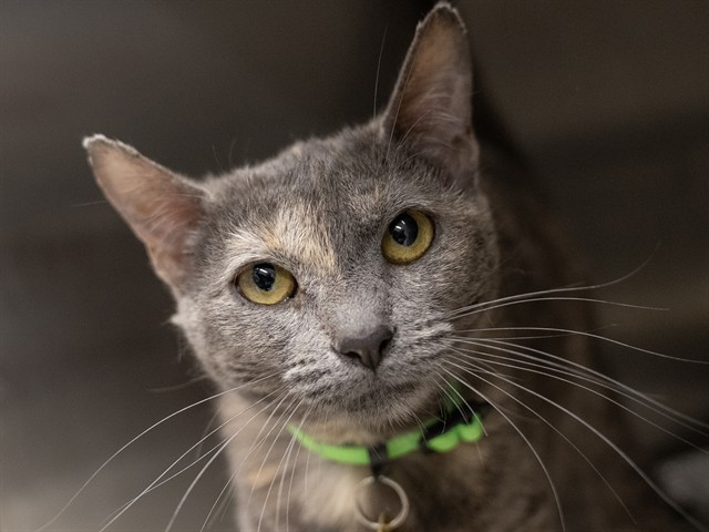 Agate - Female - Domestic SH