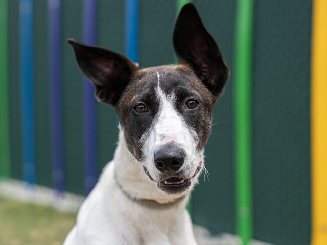 Samantha - Female - Nonspecific